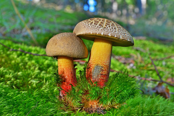 caloboletus rubripes mushroom