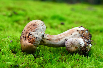 toxic cortinarius mushroom