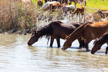 Horse on watering places on the lake