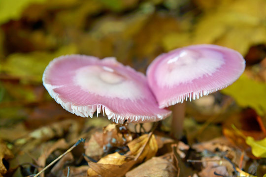 mycena pura mushroom