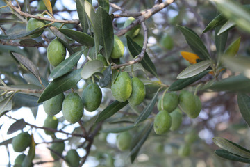 olive tree