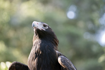 wedge tail eagle