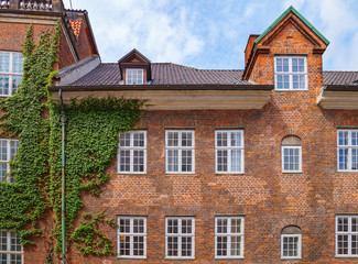 Part of a beautiful house in the city of Copenhagen. Brick building wall with windows is entwined with ivy