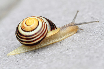 small striped snail