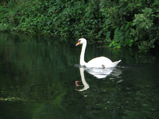 Schwan 