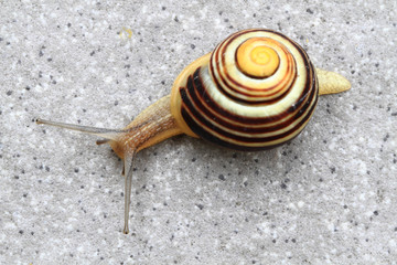 small striped snail