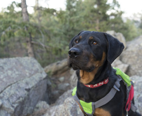 Curious Hiking Rotti
