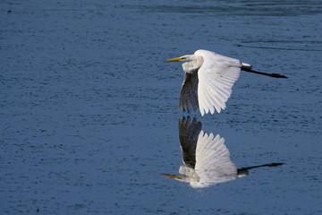 Silberreiher im Flug
