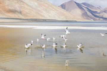 Fototapeta premium Seagulls live at Pangong Lake with beautiful sandstone mountain in background