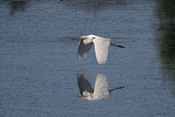 Silberreiher fliegend am Teich