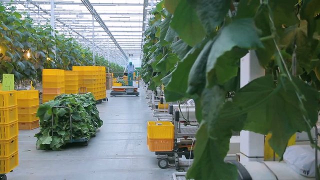 In the industrial greenhouse worker down with stair lifts. A huge agro-industrial complex employs modern equipment and professional agronomists. They provide plant growth and the necessary microlite