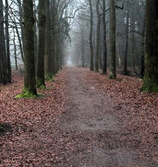 Forest path the veluwe