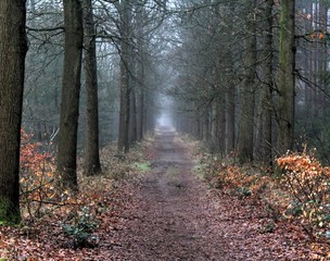 Forest path the veluwe