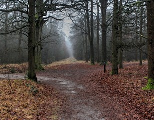Forest path the veluwe