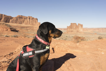 Utah Service Dog
