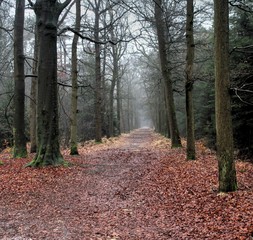 Forest path the veluwe
