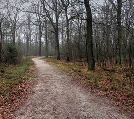 Obraz premium Forest path the veluwe