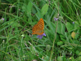 Orangener Schmetterling 