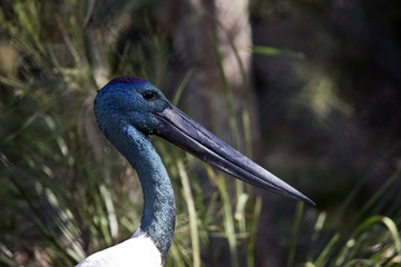 black necked stork male