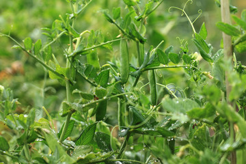 Fototapeta na wymiar green pea plant