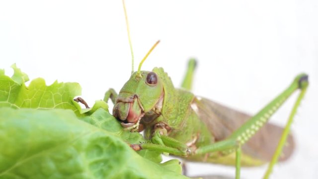 Gafanhoto Gigante comendo Alface