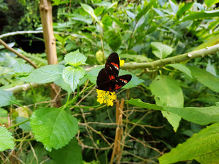 Rot schwarzer Schmetterling