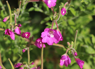 Obraz premium great willowherb (Epilobium hirsutum)