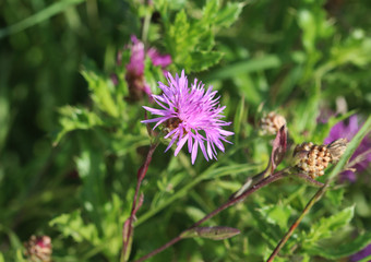 Greater knapweed