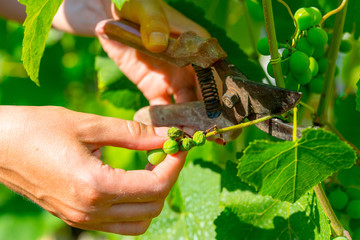 Caring for the vine