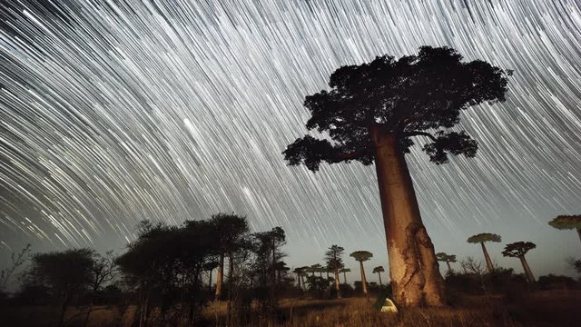 Timelapse of the starry sky like a comets with baobab tree, Madagascar