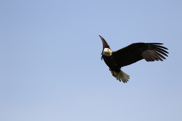 Weißkopfseeadler in freier Natur