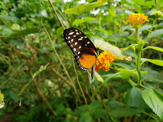 Gelber Schmetterling auf Blüte