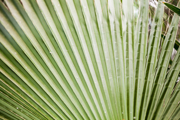 Chamaerops Humilis plant - beautiful details and texture in botanical garden
