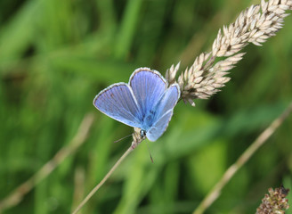common blue butterfly (Polyommatus icarus)