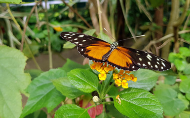 Gelber Schmetterling