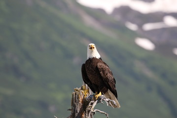 Weißkopfseeadler in freier Natur