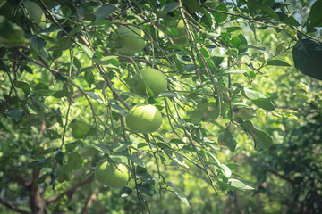 Close-up group of fresh Guavas or Apple Guava (Psidium Guajava) on tree branch in orchard/garden in Houston, Texas, US. Tropical fruits cultivated in many region. Natural food background. Vintage tone