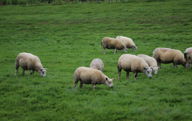 Naklejka na ściany i meble Herd of sheep