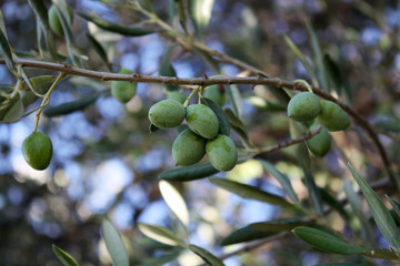 olive tree