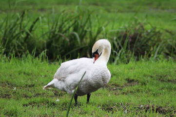 Mute swan