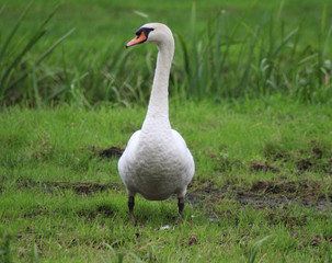 Mute swan