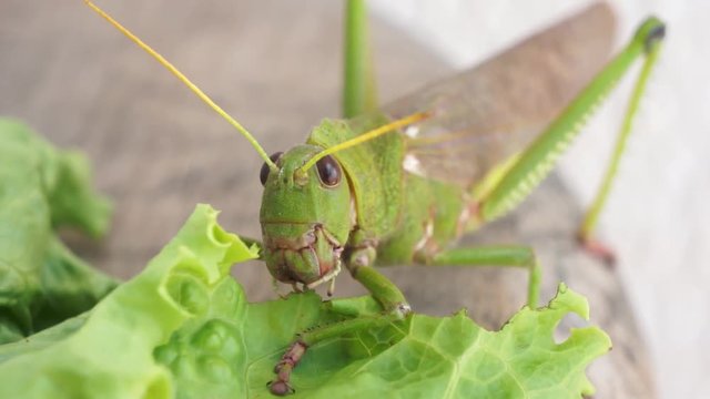 Gafanhoto Gigante comendo Alface