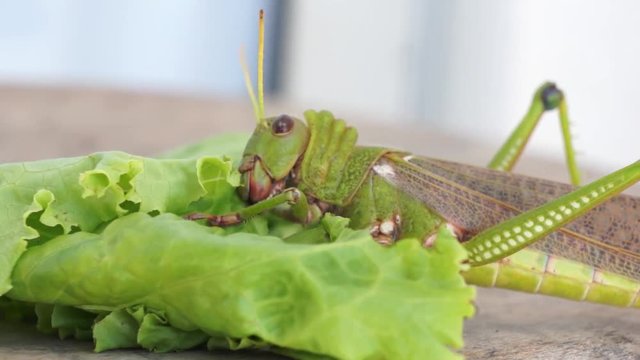Gafanhoto Gigante comendo Alface
