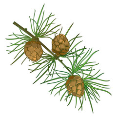 Vector twig with outline European Larch or Larix tree. Branch with green foliage and brown cones isolated on white background. Coniferous larch in contour style for botanical design.