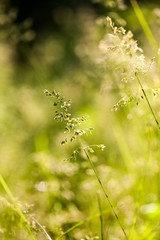 Green plants isolated on natural background with beautiful bokeh and contour light
