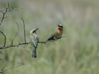 White Fronted Bee Eater feeding its fledgeling  They are dedicated parents.