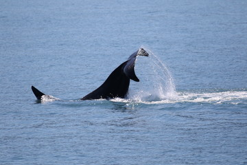 Fototapeta premium Frei lebender Killerwal (Orca) in Alaska, Seward