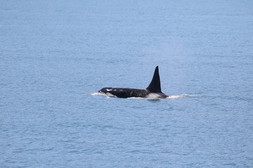Fototapeta premium Frei lebender Killerwal (Orca) in Alaska, Seward
