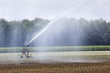 Irrigation of young crops
