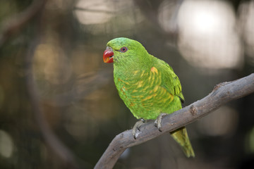 scaly-breasted lorikeet